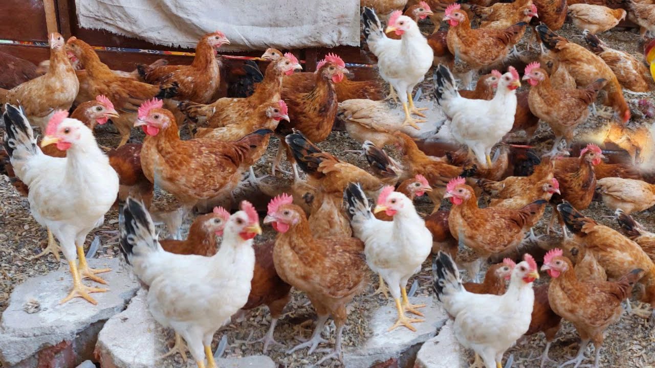 بورصة الدواجن تُعلن عن تراجع اسعار الفراخ البيضاء والبلدي والساسو اليوم الجمعة 17 أكتوبر 2025 “اشتري وخزني”