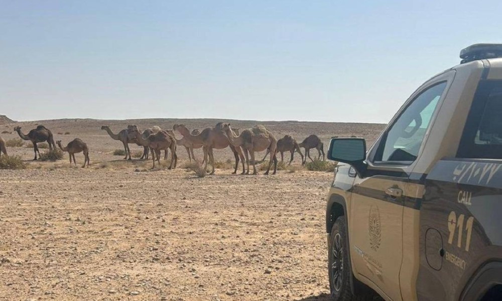 ضبط مخالفات لرعي غير قانوني في محمية طبيعية والمزيد من الإجراءات الرادعة