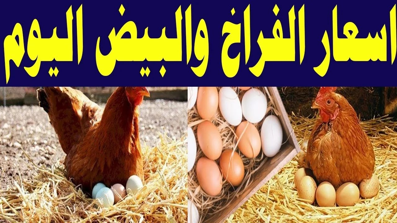 تراجع جديد في بورصة الدواجن الآن … إليكم أسعار الفراخ اليوم الثلاثاء 7/10/2025 للمستهلك